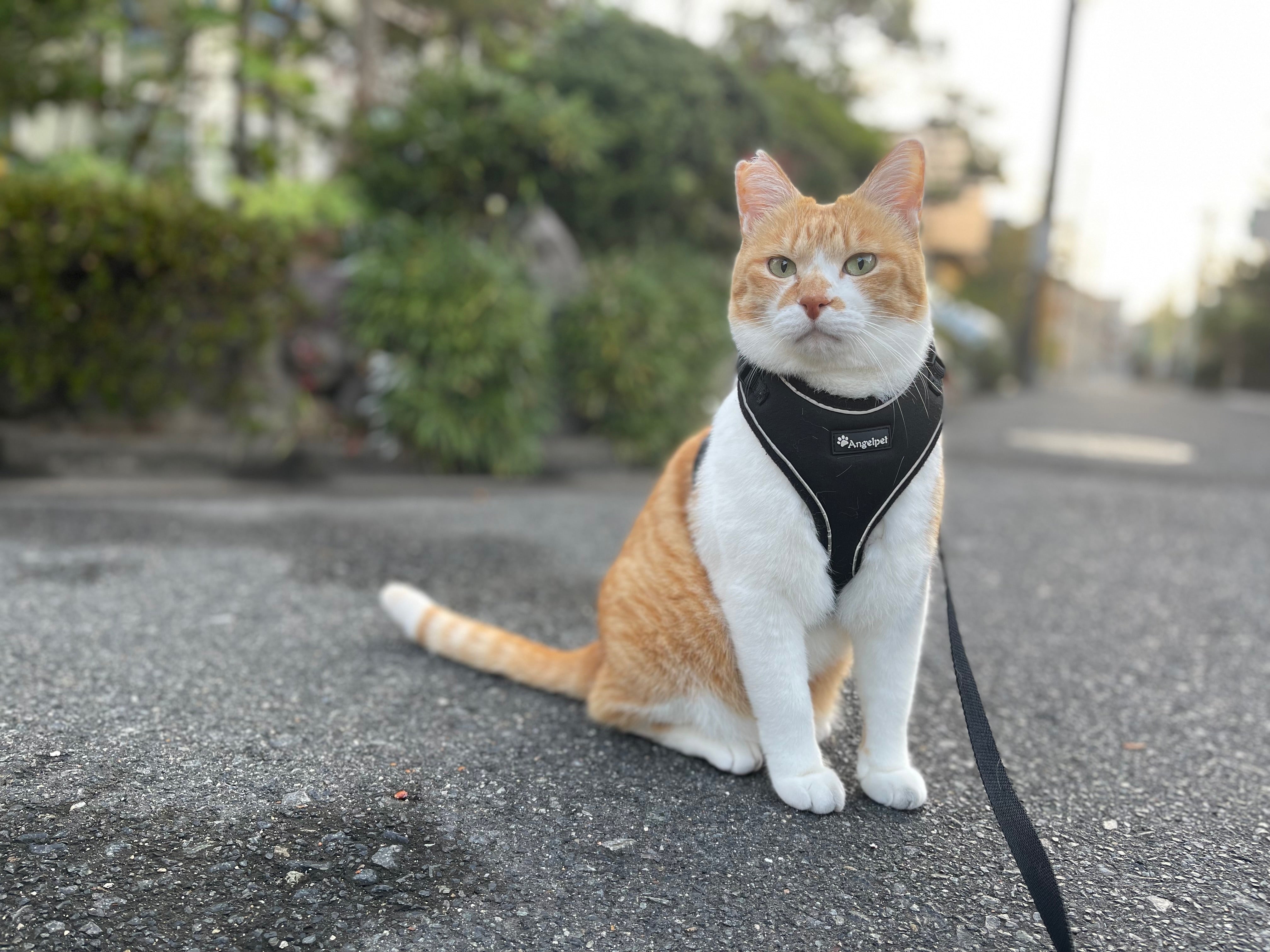 猫のなーちゃん 川崎市 : なでなでねこちゃん EX シリーズ